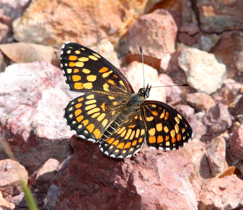 CHECKERSPOT, THEONA (Chlosyne theona) (9-23-11) upper humboldt canyon, patagonia hills, scc, az -01