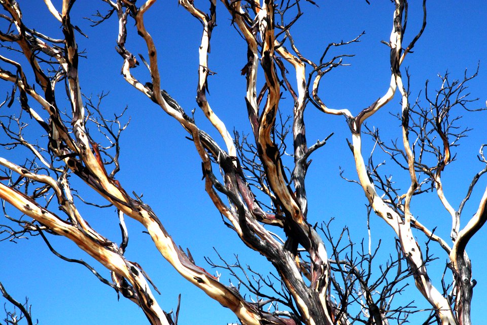 MANZANITAS (9-17-11) harshaw road, scc, az -02
