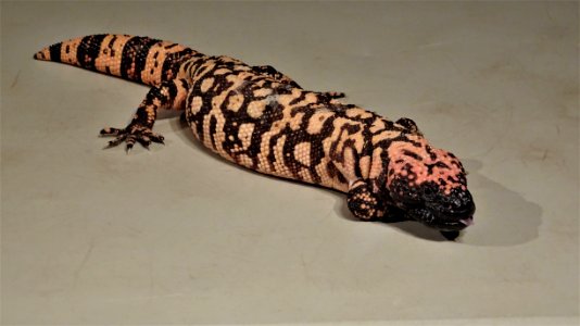 2019.09.30 Sonora Desert Museum