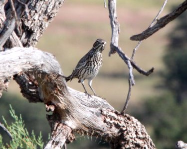 THRASHER, SAGE (10-1-11) san rafael grasslands, scc, az -01b