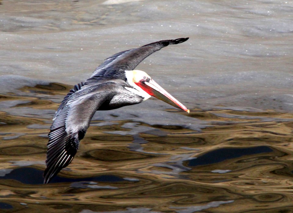 176 - BROWN PELICAN (12-25-11) point arena, ca  (3)