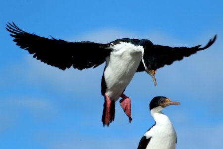 cormoran-imperial photo