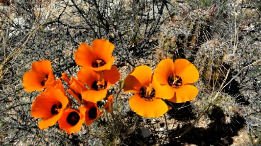 2019.04.07 Catalina State Park