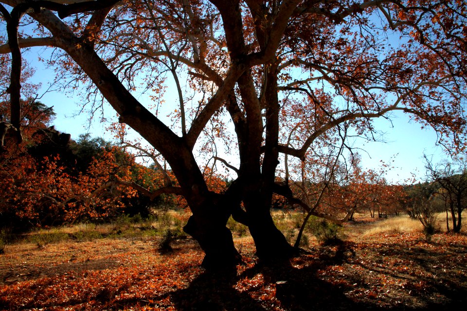HARSHAW SYCAMORES -014 (11-30-11)