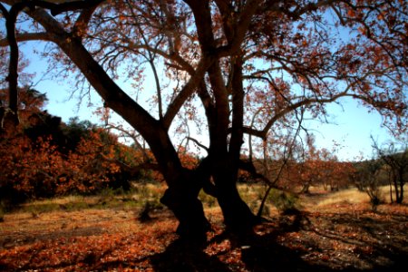 HARSHAW SYCAMORES -014 (11-30-11)