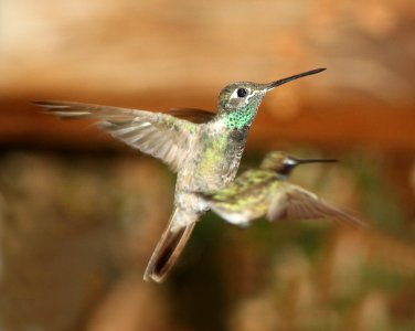 RIVOLI'S HUMMINGBIRD (7-25-11) madera canyon, scc, az -06
