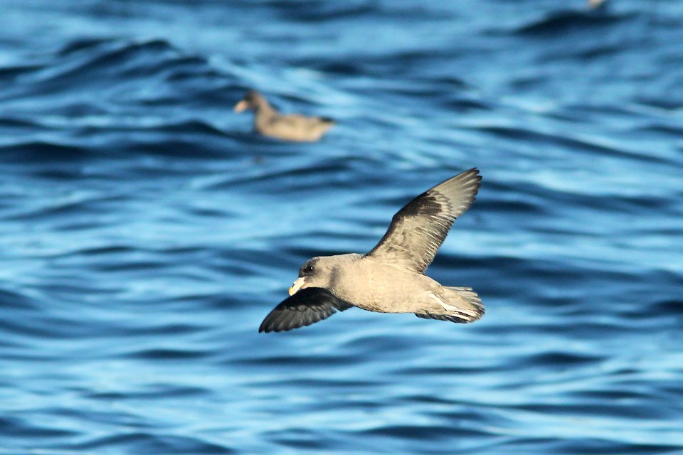 111 - NORTHERN FULMAR (11-15-09 santa barbara co, ca (3)
