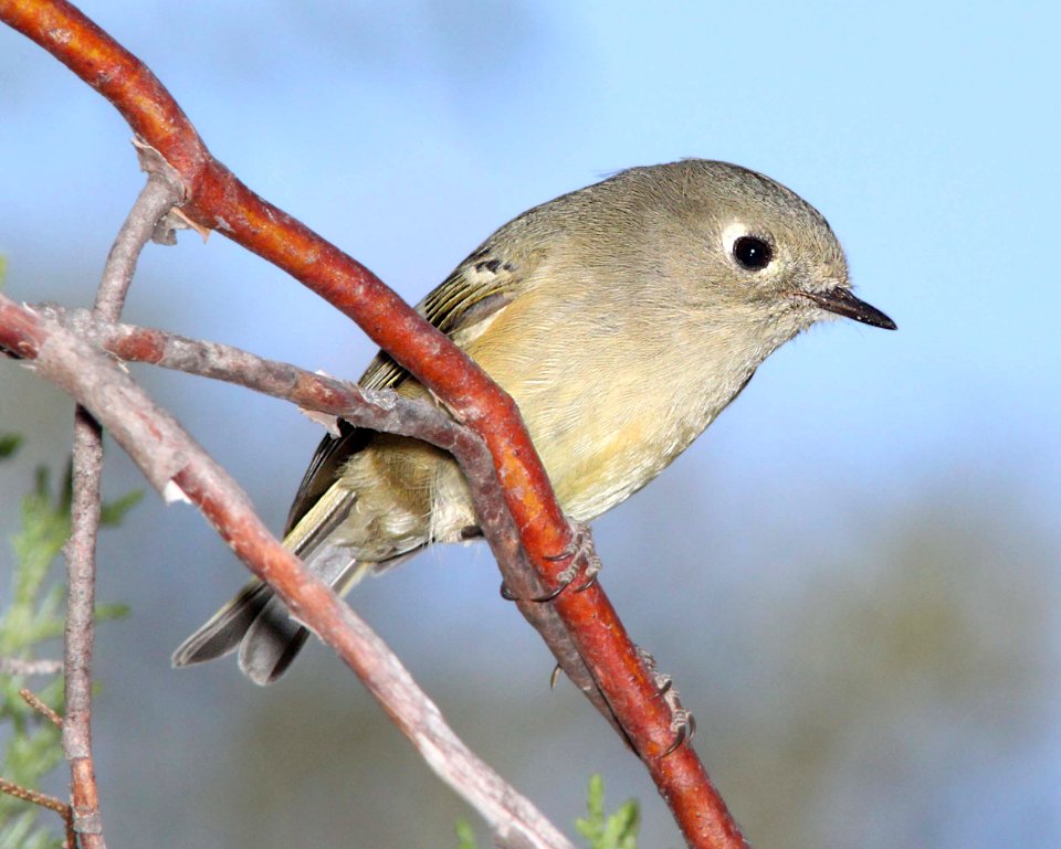 KINGLET, RUBY-CROWNED (9-24-11) pena blanca lake, scc, az -02