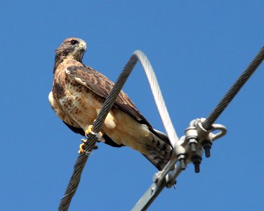 HAWK, SWAINSON'S (9-8-11) santa cruz river north of rio rico, scc, az -03