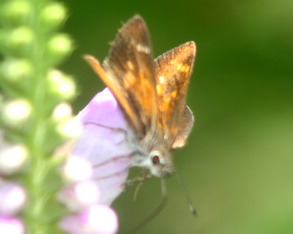 ROADSIDE-SKIPPER, CASSUS (Amblyscirtes cassus) (8-8-11) madera canyon, scc, az -04
