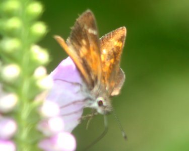 ROADSIDE-SKIPPER, CASSUS (Amblyscirtes cassus) (8-8-11) madera canyon, scc, az -04