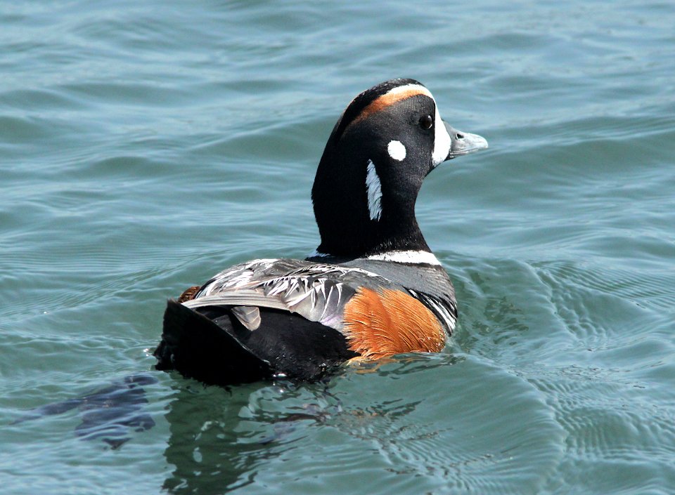 051 - HARLEQUIN DUCK (3-18-10) estero bluffs, slo co, ca  (2)