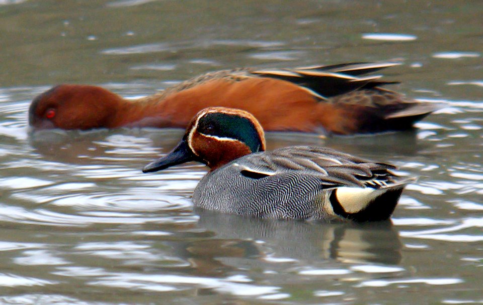 039 - GREEN-WINGED TEAL (3-24-07) crecca, sloco, ca (2)