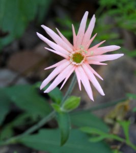 MEXICAN PINK (Silene laciniata) (9-4-11) upper humbolt cyn, scc, az -09