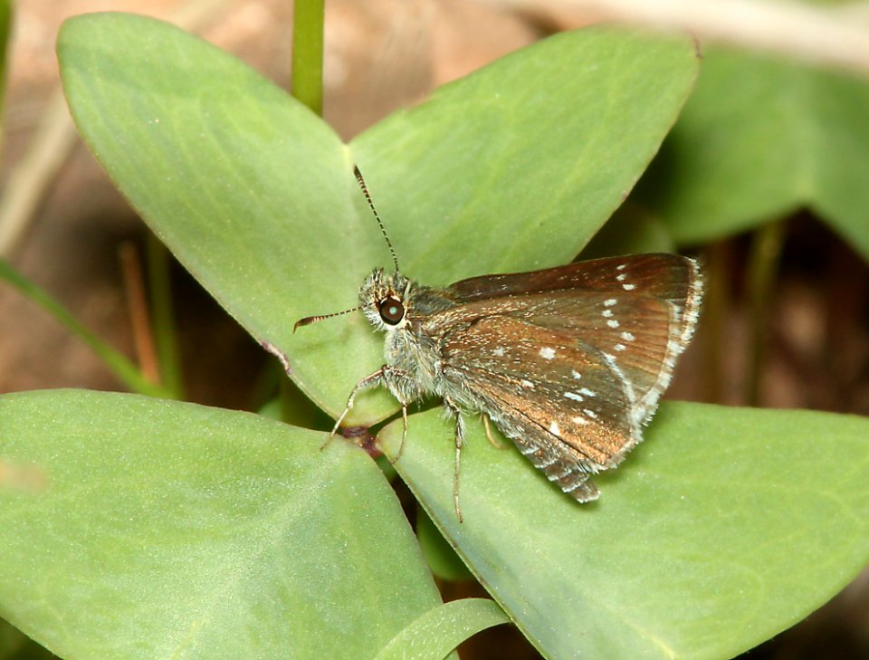 ROADSIDE-SKIPPER, ELISSA (Amblyscirtes elissa) (8-7-11) harshaw road, scc, az -01
