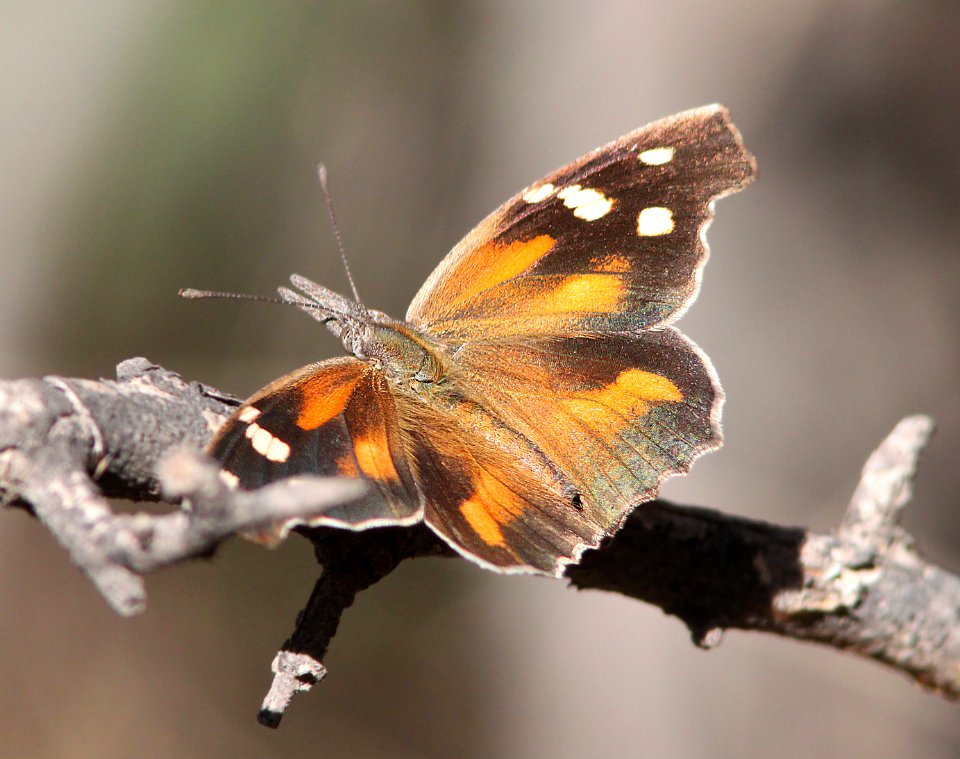 SNOUT, AMERICAN (Libytheana carinenta) (10-25-11) blue haven rd, scc, az -01