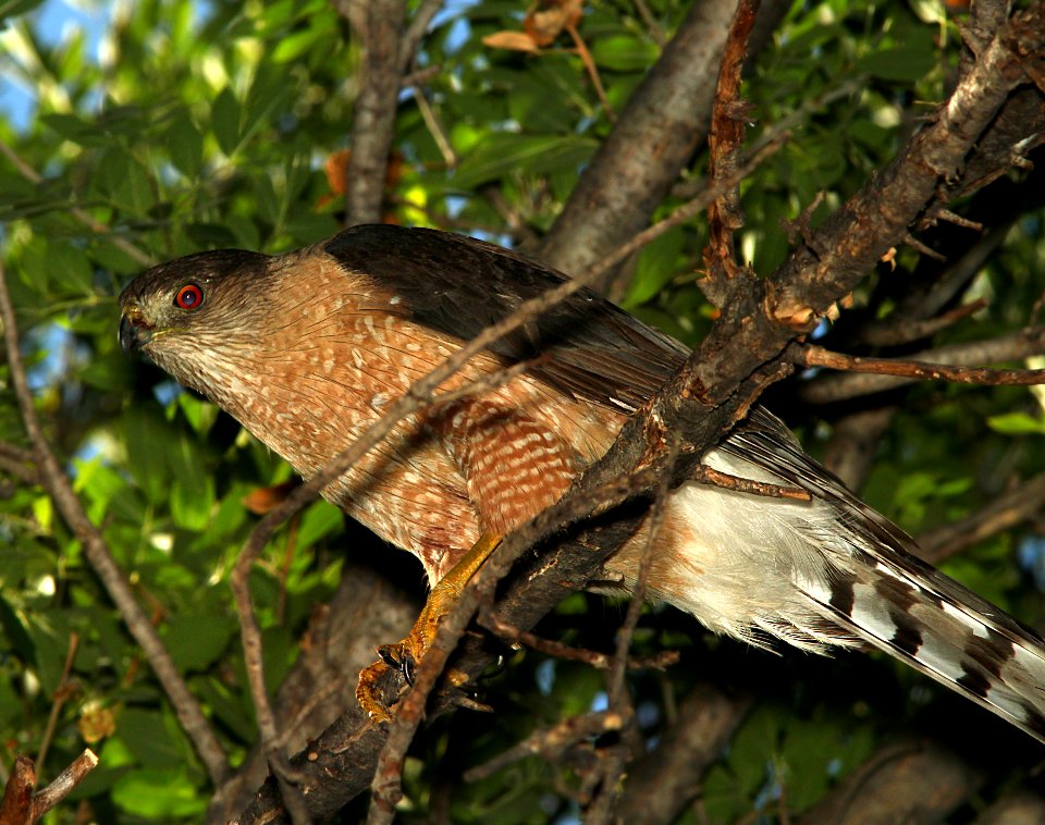HAWK, COOPER'S (7-6-11) patagonia-sonoita creek preserve, scc, az - 02
