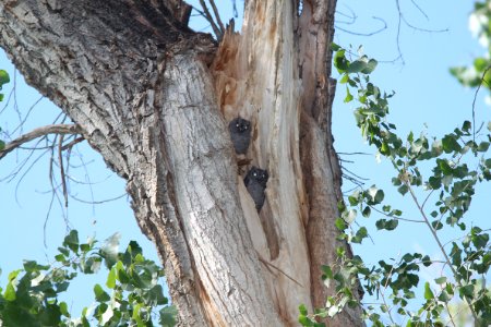 OWL, GREAT HORNED (7-31-11) patagonia-sonoita creek preserve, scc, az -01a