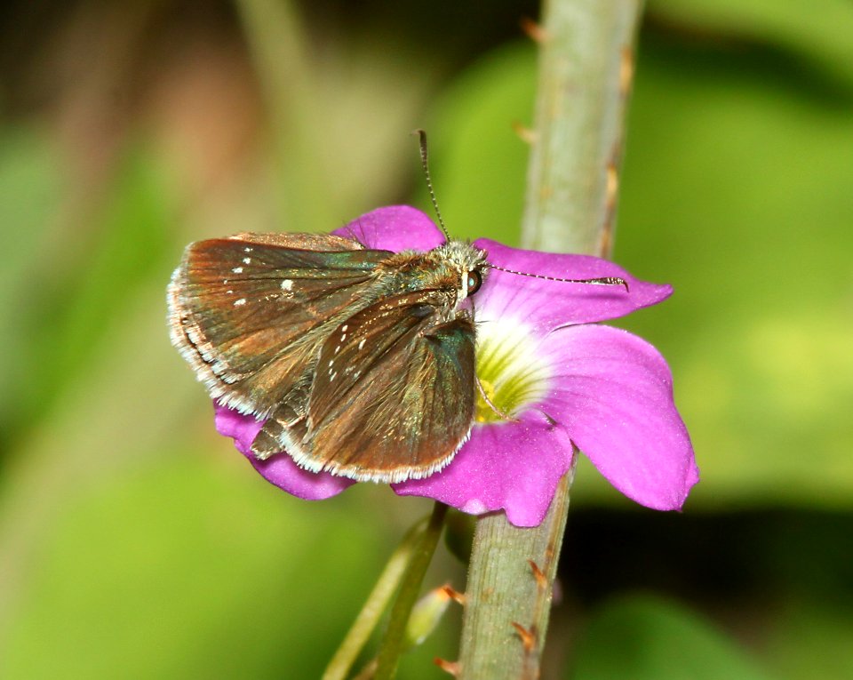 ROADSIDE-SKIPPER, ELISSA (Amblyscirtes elissa) (8-7-11) harshaw road, scc, az -04