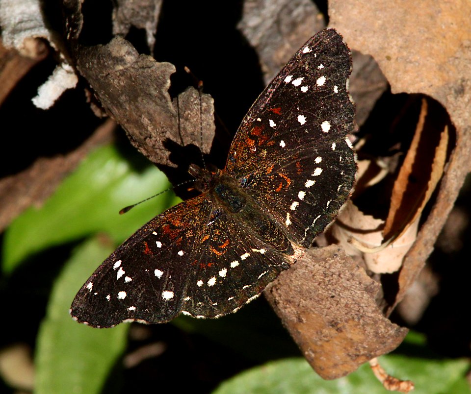 CRESCENT, TEXAN (Anthanassa texana) (10-22-11) patagonia lake, scc, az -02
