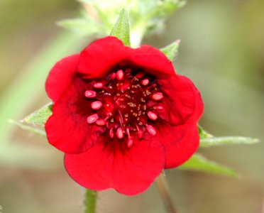 CINQUEFOIL, THURBER'S (Potentilla thurberi) (8-9-11) madera canyon, scc, az -01b