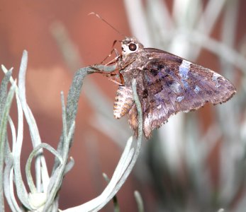 SKIPPER, ARIZONA (Codatractus arizonensis) (8-7-11) harshaw road, scc, az -01