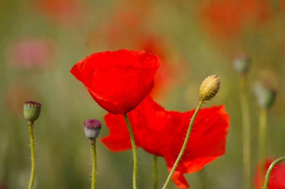 Flower blossom bloom photo