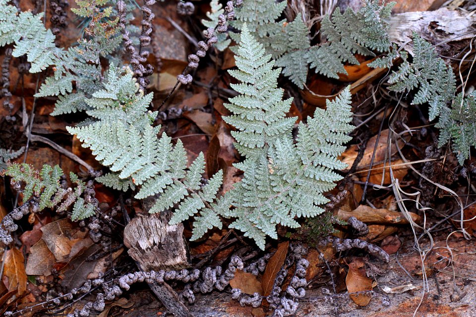 HUMBOLDT CANYON, upper canyon area, Patagonia Hills, scc, az (9-4-11) -05