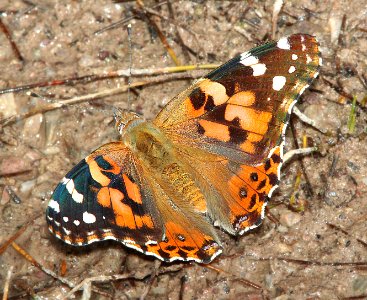 LADY, PAINTED (Vanessa cardui) (10-3-11) garden canyon, huachuca mts, cochise co, az -01