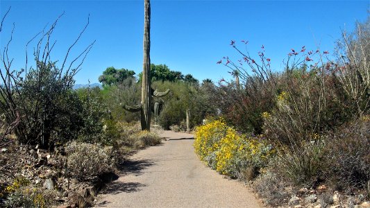 2017.03.26 Desert Museum