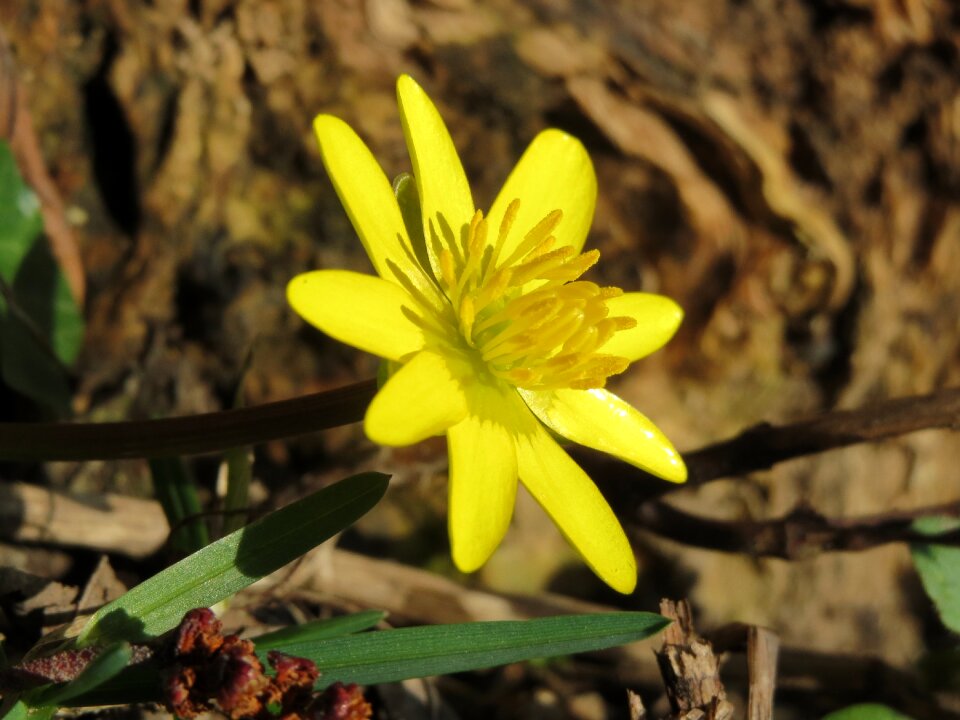 Wildflower flora inflorescence