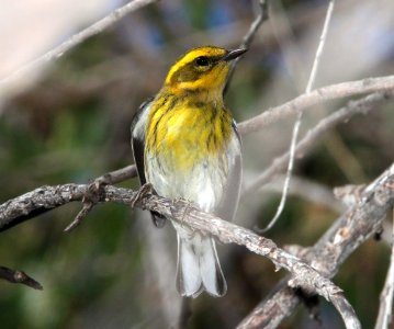 WARBLER, TOWNSEND'S (9-25-11) pena blanca lake, scc, az - 01