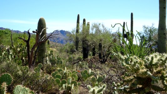 2019.09.30 Sonora Desert Museum