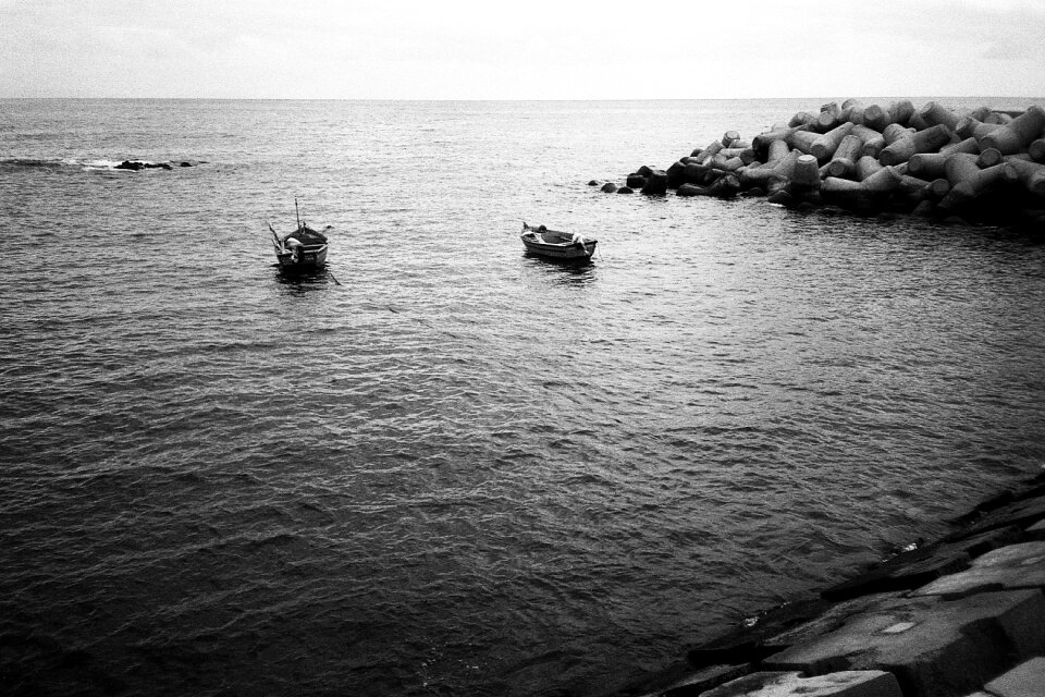 Harbour anchored gray fish