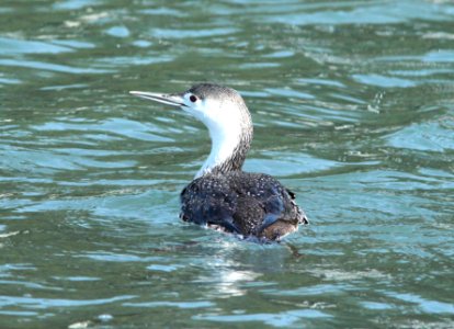 090 - RED-THROATED LOON (3-25-10) morro bay, slo co, ca  (2)