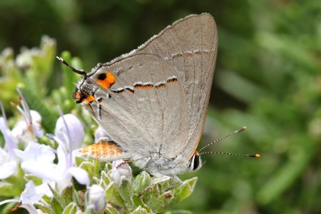 HAIRSTREAK, GRAY (Strymon melinus) (9-5-11) 78 circulo montana, patagonia lake ranch estates, scc, az -02