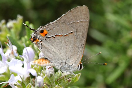 HAIRSTREAK, GRAY (Strymon melinus) (9-5-11) 78 circulo montana, patagonia lake ranch estates, scc, az -02 photo