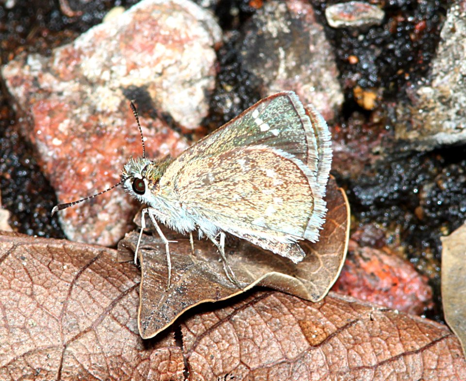 ROADSIDE-SKIPPER, SLATY (Amblyscrirtes nereus) (7-30-11) harshaw road, scc, az - 02