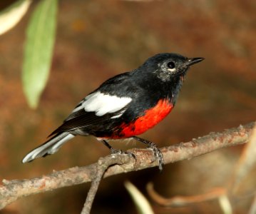 REDSTART, PAINTED (9-4-11) upper humbolt cyn, scc, az -02