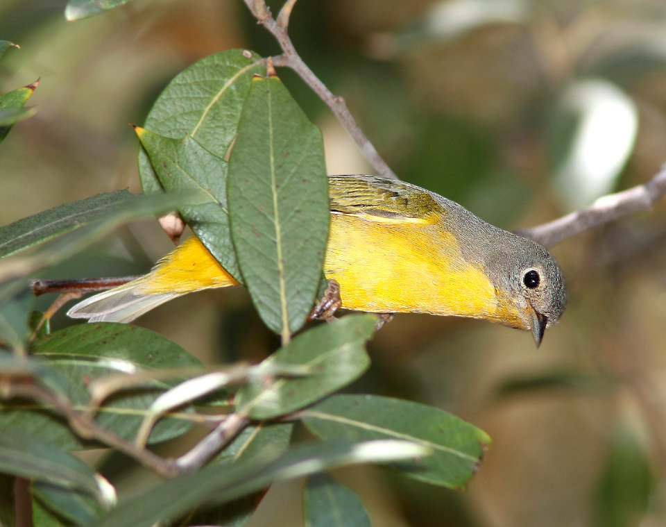 WARBLER, NASHVILLE (9-4-11) upper humbolt cyn, scc, az -01