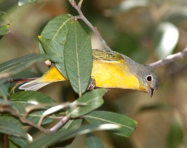 WARBLER, NASHVILLE (9-4-11) upper humbolt cyn, scc, az -01