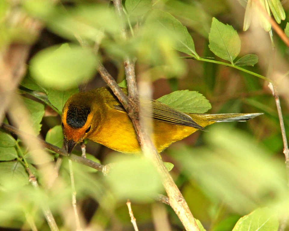 WARBLER, WILSON'S (9-21-11) pena blanca lake, scc, az -01