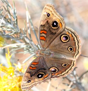 BUCKEYE, TROPICAL (Junonia evarete) (11-2-12) harshaw road rabbitbrush, patagonia, scc, az -02