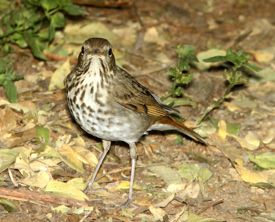 THRUSH, HERMIT (10-28-12) patagonia lake, scc, az -05