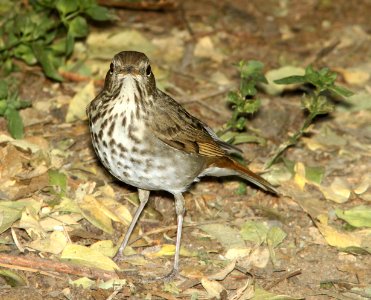 THRUSH, HERMIT (10-28-12) patagonia lake, scc, az -05