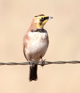 LARK, HORNED (11-15-12) san rafael grasslands, scc,az -01
