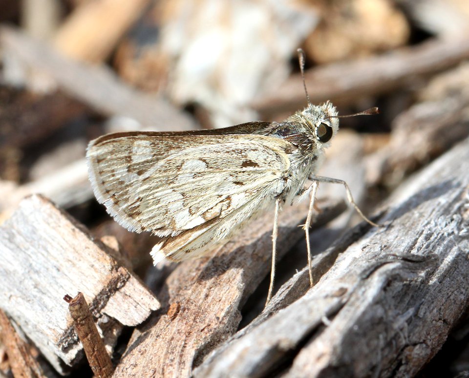 SKIPPER, CARUS (Polites carus) (10-6-12) patagonia post office, scc, az -01