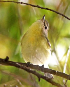 VIREO, PHILADELPHIA (10-21-12) pena blanca lake, scc, az -09b