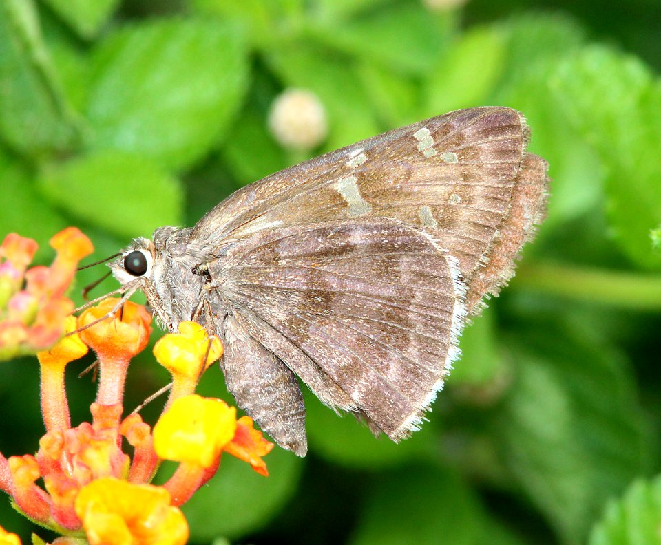 SKIPPER, ACACIA (Cogia hippalus) (9-5-11) 78 circulo montana, patagonia lake ranch estates, scc, az -01