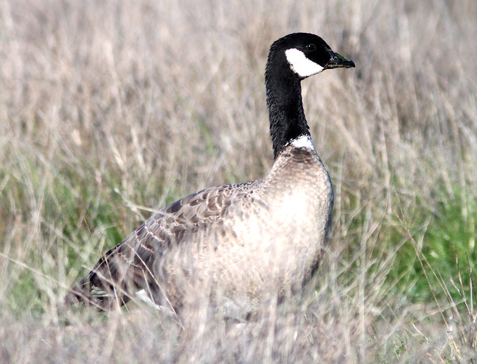 016 - CACKLING GOOSE (11-23-09) estero bluffs state park, slo co, ca  (2)